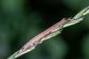 Euclidia sp.